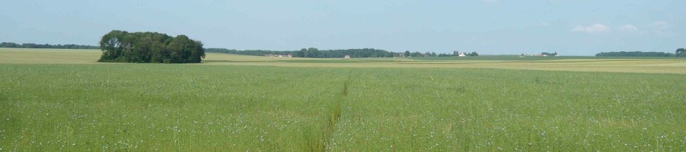 Paysage de lin bio en Brie (photo Catherine Sauvage)